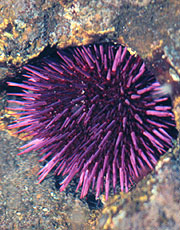 urchin